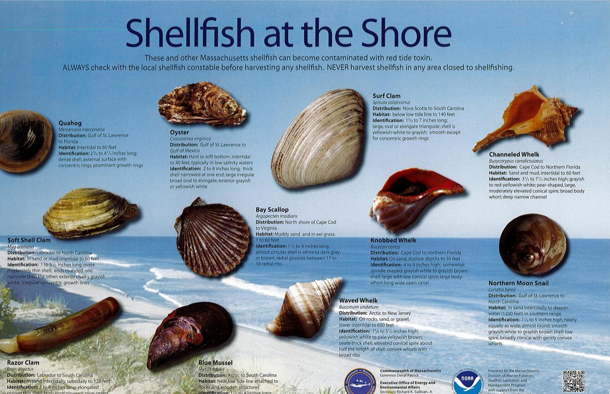 Shellfish at the Shore